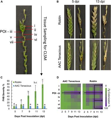 Histology and RNA Sequencing Provide Insights Into Fusarium Head Blight Resistance in AAC Tenacious